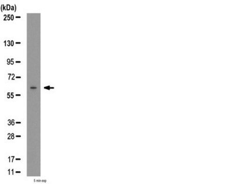 Anti-NR1D1 (Rev-ErbA &#945;) Antibody from rabbit, purified by affinity chromatography