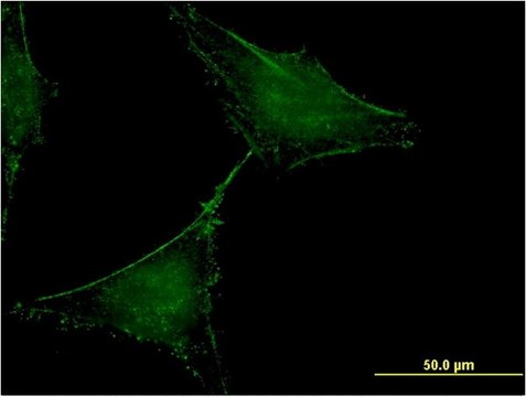 Monoclonal Anti-SLAMF7 antibody produced in mouse clone 1B9, purified immunoglobulin, buffered aqueous solution