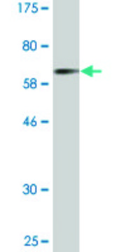 Monoclonal Anti-CTSE antibody produced in mouse clone 2D5, purified immunoglobulin, buffered aqueous solution