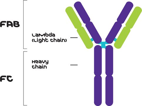 IgG2a, Lambda from murine myeloma clone HOPC-1, purified immunoglobulin, buffered aqueous solution