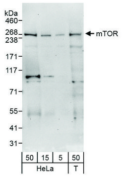 Rabbit anti-mTOR Antibody, Affinity Purified Powered by Bethyl Laboratories, Inc.