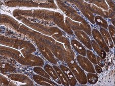 Anti-RPS3 antibody produced in rabbit affinity isolated antibody, buffered aqueous solution