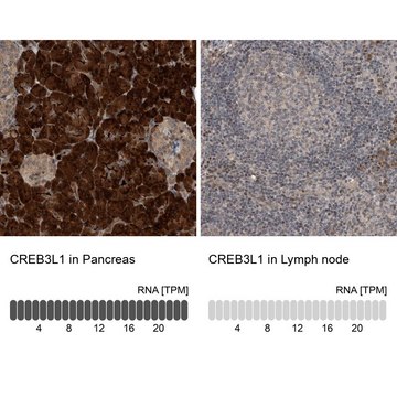 抗-CREB3L1 兔抗 Prestige Antibodies&#174; Powered by Atlas Antibodies, affinity isolated antibody, buffered aqueous glycerol solution