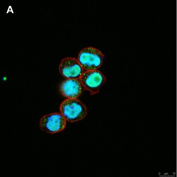 Anti-C-EBP alpha Antibody, clone 2E17, ZooMAb&#174; Rabbit Monoclonal recombinant, expressed in HEK 293 cells