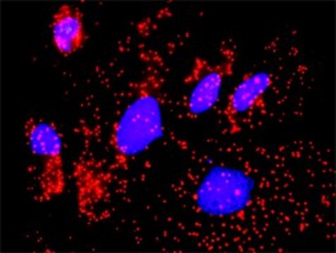 Anti-CAMK2G antibody produced in rabbit IgG fraction of antiserum, buffered aqueous solution