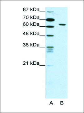 Anti-SMAD1 (AB1) antibody produced in rabbit IgG fraction of antiserum