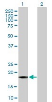 Anti-GADD45A antibody produced in mouse purified immunoglobulin, buffered aqueous solution