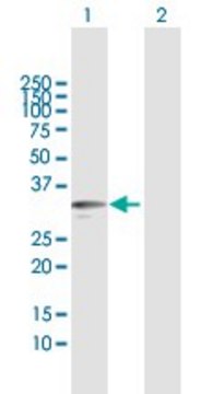 Anti-KLK9 antibody produced in mouse purified immunoglobulin, buffered aqueous solution