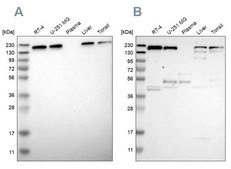 Anti-UGGT1 antibody produced in rabbit Prestige Antibodies® Powered by Atlas Antibodies, affinity isolated antibody, buffered aqueous glycerol solution