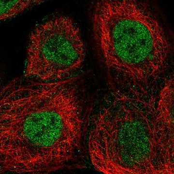 Anti-ERCC4 antibody produced in rabbit Prestige Antibodies&#174; Powered by Atlas Antibodies, affinity isolated antibody