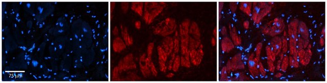 Anti-ZFR antibody produced in rabbit affinity isolated antibody