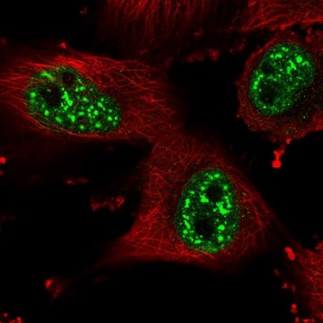 Anti-HP1BP3 antibody produced in rabbit Prestige Antibodies&#174; Powered by Atlas Antibodies, affinity isolated antibody