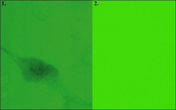 Fibronectin-FITC FITC-labeled human plasma fibronectin, Suitable for cell culture