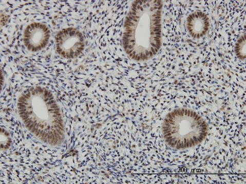 Monoclonal Anti-AFF4 antibody produced in mouse clone 2E12, purified immunoglobulin, buffered aqueous solution