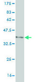 Monoclonal Anti-SEMA4B antibody produced in mouse clone 4B2, purified immunoglobulin, buffered aqueous solution