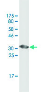 Monoclonal Anti-ATP6V0D2 antibody produced in mouse clone 7A4, ascites fluid