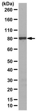 抗Cullin-4A from rabbit, purified by affinity chromatography