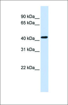 Anti-OPRK1 antibody produced in rabbit affinity isolated antibody