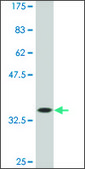 Monoclonal Anti-TBX2, (C-terminal) antibody produced in mouse clone 3B2, ascites fluid