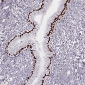 Anti-MSX1 antibody produced in rabbit Prestige Antibodies® Powered by Atlas Antibodies, affinity isolated antibody
