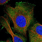 Anti-PKD2L2 antibody produced in rabbit Prestige Antibodies® Powered by Atlas Antibodies, affinity isolated antibody, buffered aqueous glycerol solution