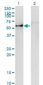 Monoclonal Anti-ANGPTL3, (C-terminal) antibody produced in mouse clone 3B7, purified immunoglobulin, buffered aqueous solution