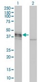 Monoclonal Anti-DCX antibody produced in mouse clone 1G12, purified immunoglobulin, buffered aqueous solution