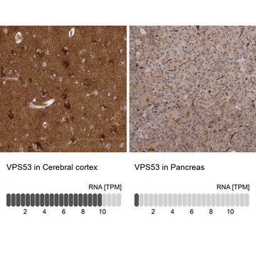 Anti-VPS53 antibody produced in rabbit affinity isolated antibody, buffered aqueous glycerol solution