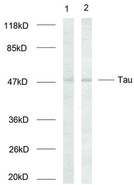 Anti-TAU antibody produced in rabbit affinity isolated antibody