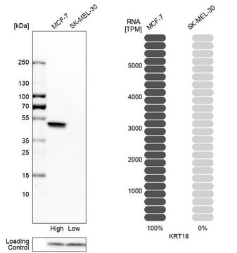 Anti-KRT18 antibody produced in rabbit Prestige Antibodies&#174; Powered by Atlas Antibodies, affinity isolated antibody, buffered aqueous glycerol solution