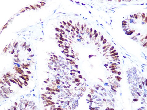 Anti-p60 CAF1 Antibody, clone 7N0I2, Rabbit Monoclonal