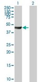 Anti-ACTR10 antibody produced in mouse IgG fraction of antiserum, buffered aqueous solution