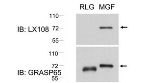 Anti-phospho-GRASP65 (Thr220/Thr224) Antibody, clone LX108 clone LX108, from mouse