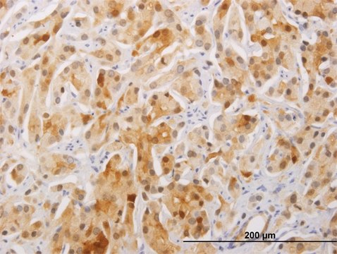 Monoclonal Anti-FAM84A antibody produced in mouse clone 1C2, purified immunoglobulin, buffered aqueous solution