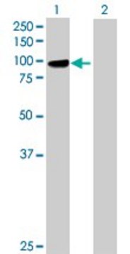 Anti-PCDHGB1 antibody produced in mouse purified immunoglobulin, buffered aqueous solution