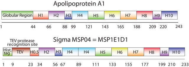 Membrane Scaffold Protein 1E1D1 recombinant, expressed in E. coli, buffered aqueous solution