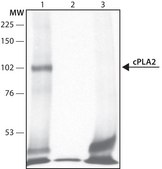 Anti-Phospholipase A2 (cPLA2) (N-terminal) antibody produced in rabbit ~1.5 mg/mL, affinity isolated antibody