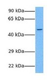 Anti-OGDH antibody produced in rabbit affinity isolated antibody