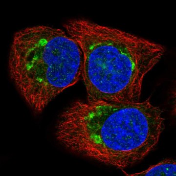 Anti-ATP2C1 antibody produced in rabbit Prestige Antibodies&#174; Powered by Atlas Antibodies, affinity isolated antibody