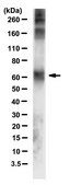 Anti-Biotin Antibody, clone 8H6.8