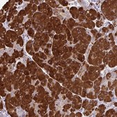 Anti-FUNDC2 antibody produced in rabbit Prestige Antibodies® Powered by Atlas Antibodies, affinity isolated antibody, buffered aqueous glycerol solution