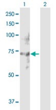 Anti-NET1 antibody produced in rabbit purified immunoglobulin, buffered aqueous solution