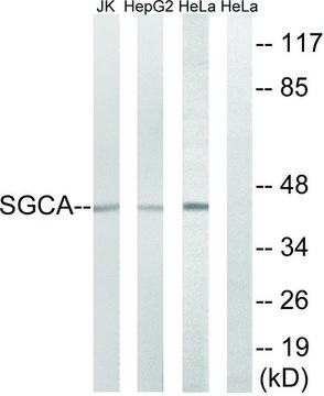 Anti-SGCA antibody produced in rabbit affinity isolated antibody