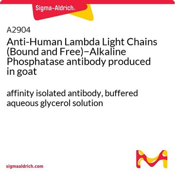 Anti-Human Lambda Light Chains (Bound and Free)&#8722;Alkaline Phosphatase antibody produced in goat affinity isolated antibody, buffered aqueous glycerol solution