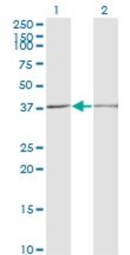 Monoclonal Anti-SCP2 antibody produced in mouse clone 2E9-1B3, purified immunoglobulin, buffered aqueous solution