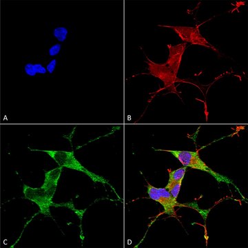 Monoclonal Anti-Atf4 antibody produced in mouse clone S360A-24, purified immunoglobulin