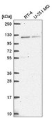 Anti-HERC4 antibody produced in rabbit Prestige Antibodies® Powered by Atlas Antibodies, affinity isolated antibody