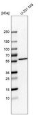Anti-NOC4L antibody produced in rabbit Prestige Antibodies® Powered by Atlas Antibodies, affinity isolated antibody