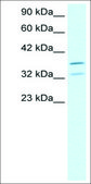 Anti-FOXL1 antibody produced in rabbit IgG fraction of antiserum