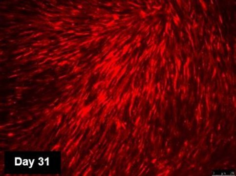 TagRFP Simplicon RNA Kit to determine optimal transfection conditions to express the self-replicating RNA in cell lines